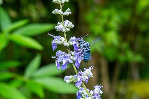 羽ばたきながら花蜜を吸うブルービー 羽ばたきながら花蜜を吸うブルービーの写真