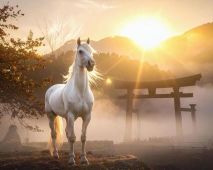 神々しい馬 神々しい馬の写真