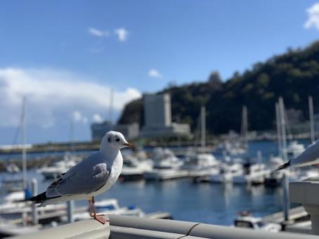 港のカモメ カモメ,鳥,港の写真素材