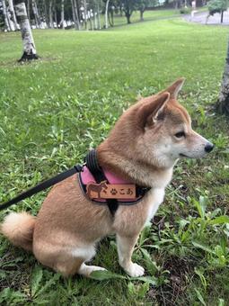 散歩にて 散歩にて 犬,柴犬,ペットの写真素材