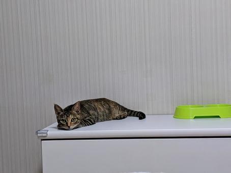 ご飯を待ってる猫 ご飯を待ってる猫の写真