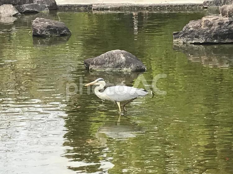 アオサギ2022.4.2 自然,水辺,野鳥の写真素材