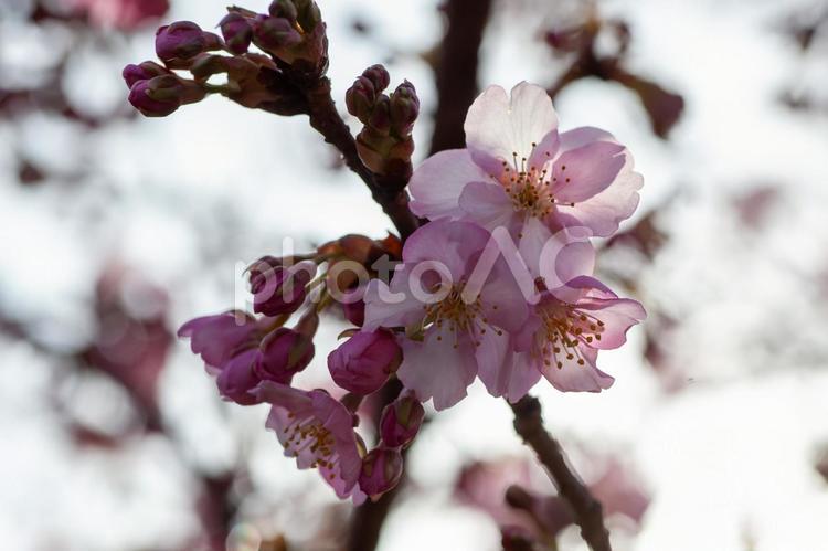 河津桜　早咲き桜 桜,京都,日本の写真素材