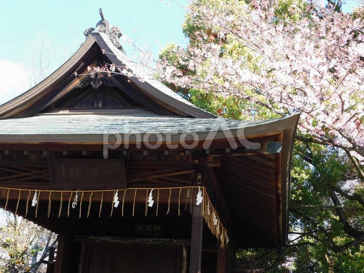 神社と桜 神社,お宮,桜の写真素材
