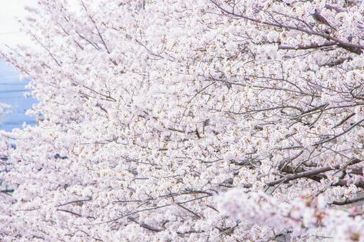 さくら19 さくら19の写真