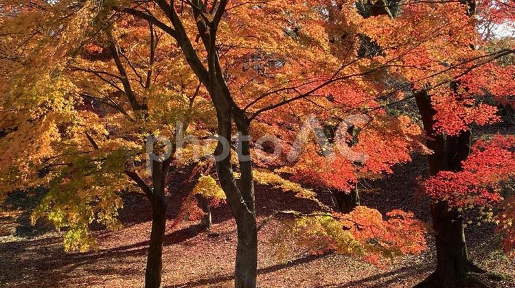 群馬県草木湖の紅葉 草木湖,モミジ,紅葉の写真素材