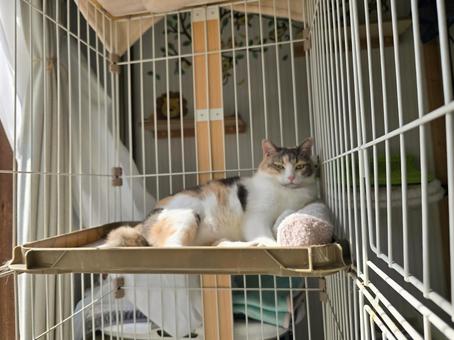 くつろぐ猫 猫,ネコ,三毛猫の写真素材