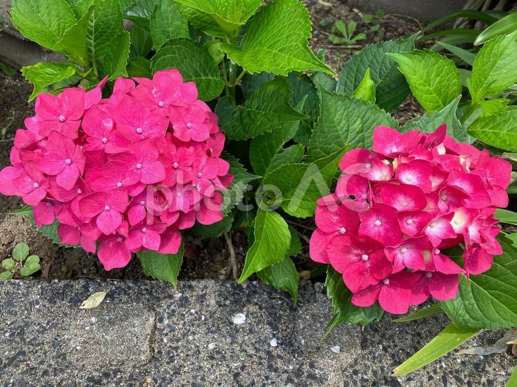 濃いピンクのアジサイの花 アジサイ,あじさい,グリーンの写真素材