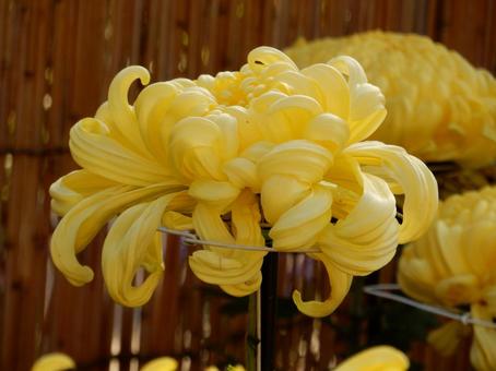 【風景写真】福山菊花展覧会の風景 キク,菊,菊花展の写真素材