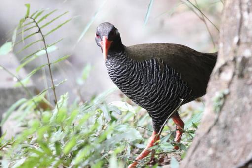 Staring Okinawa Rail Yanbaru Forest, JPG