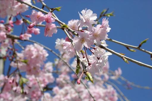 桜 桜の写真