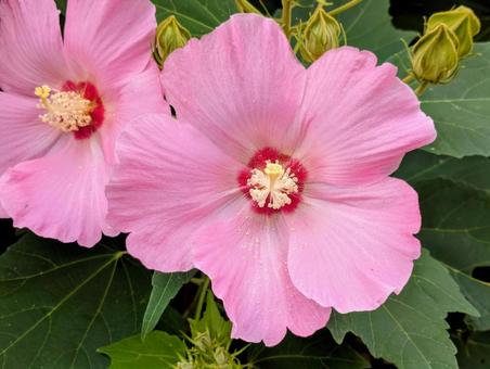 可憐な芙蓉の花(ピンク)2 可憐な芙蓉の花(ピンク)2の写真