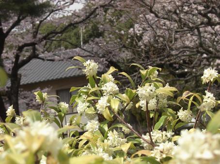 ジンチョウゲ/ ジンチョウゲ/ ジンチョウゲ,花,白の写真素材