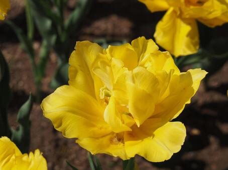 八重咲きのチューリップ　マリージョー① チューリップ,花,春の花の写真素材