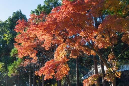 秋の気配・色づく紅葉 秋の気配・色づく紅葉 モミジ,紅葉,秋の背景の写真素材