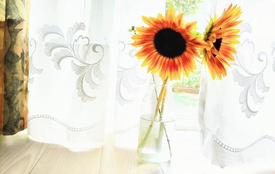 Cool sunflower, JPG Cool sunflower, JPG