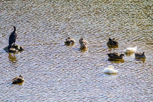 アヒルとカモとカワウ⑴ アヒルとカモとカワウ⑴ 鳥,アヒル,マガモの写真素材