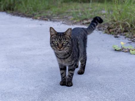 マイペースに過ごす猫の写真