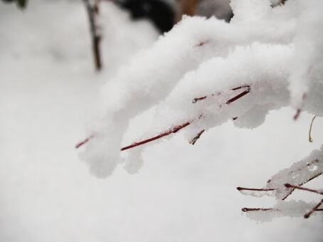 木の枝の積雪の写真