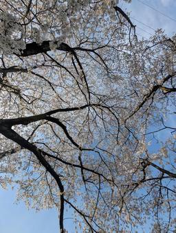満開の桜の花 満開の桜の花の写真