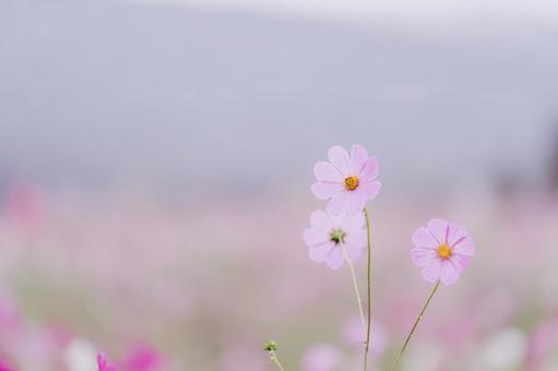雨の日のコスモス００７の写真