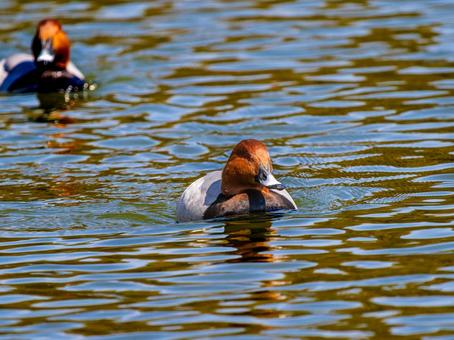 池を泳ぐホシハジロ 池を泳ぐホシハジロ ホシハジロ,鴨,野鳥の写真素材
