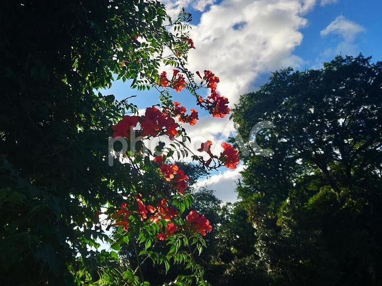 夏空イメージ、ノウゼンカズラ（凌霄花）② 夏,空,ノウゼンカズラの写真素材