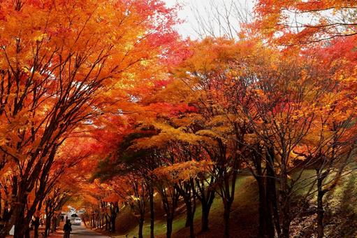 紅葉　長野県　もみじ湖 秋,モミジ,木漏れ日の写真素材