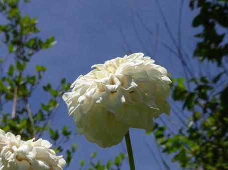 7月の空に伸びていく白いダリヤ 7月の空に伸びていく白いダリヤ ダリヤ,花,植物の写真素材