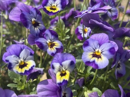 pansy, JPG pansy, JPG