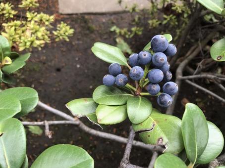 シャリンバイの実（車輪梅） シャリンバイ,車輪梅,常緑樹の写真素材