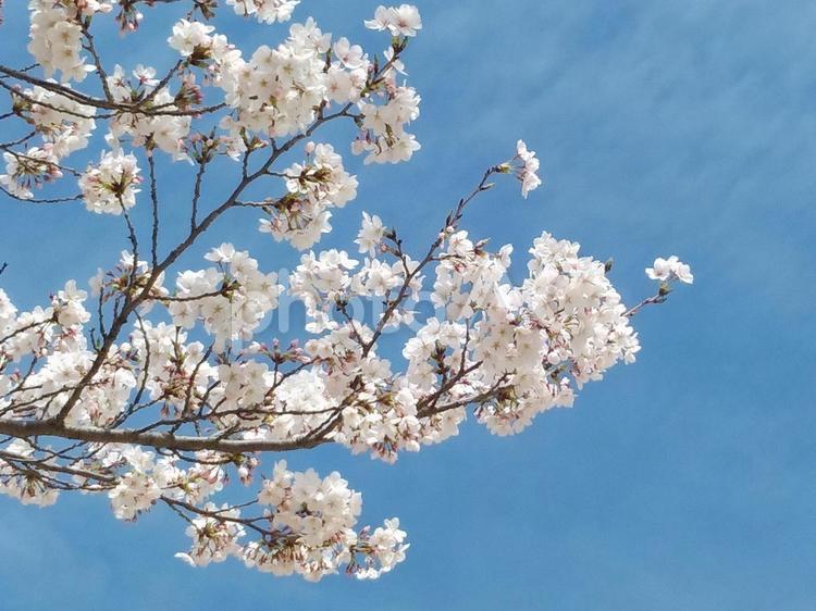 晴れた日の桜2 さくら,サクラ,春の写真素材