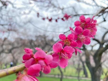 梅 梅の写真