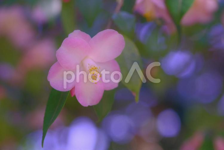 椿　ツバキ　つばき　初春の花 ピンクの椿,椿,ツバキの写真素材