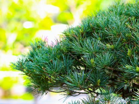 松の木のクローズアップ 松の木のクローズアップの写真