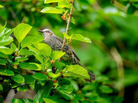 枝にとまるヒヨドリ 枝にとまるヒヨドリ ヒヨドリ,野鳥,鳥の写真素材