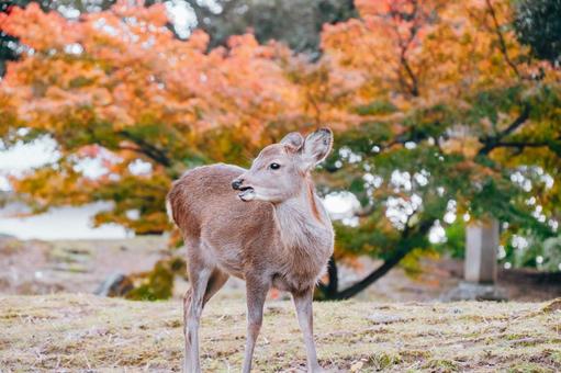 こっちの紅葉が綺麗だよ 鹿,動物,哺乳類の写真素材