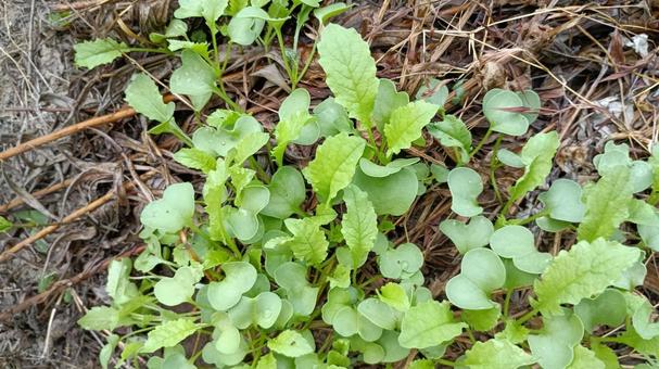 大根の若い芽と葉 大根の芽,大根の葉,大根の写真素材