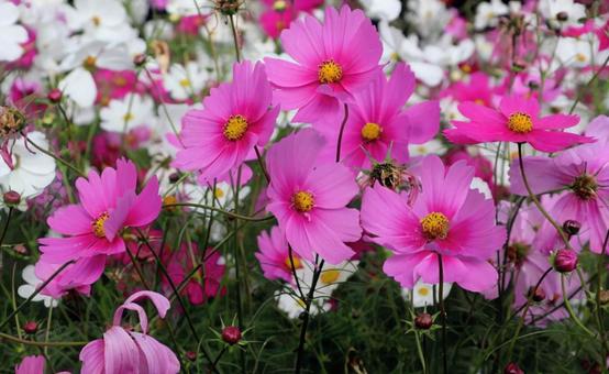 田んぼに植えられるの写真