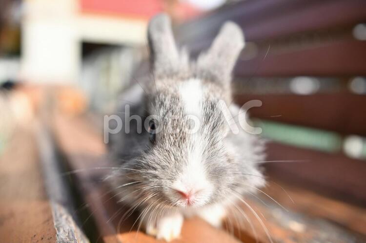 生き物　ウサギ 生き物,動物,うさぎの写真素材
