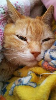 茶トラの睡眠 猫,茶トラ,メス猫の写真素材