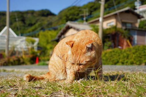 猫島の相島の猫ちゃん ねこ,猫島,動物の写真素材