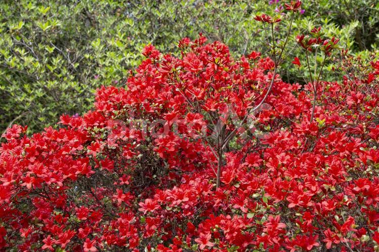 色鮮やかなツツジ ツツジ,花,つつじの写真素材