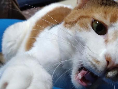 そんなに怒らなくてもよくない? そんなに怒らなくてもよくない? ねこ,猫,ペットの写真素材