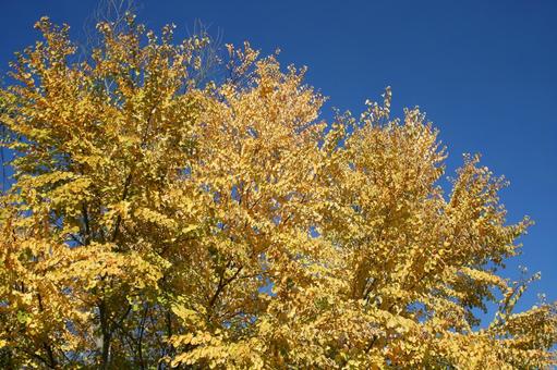 碧空と黄金の冠の写真