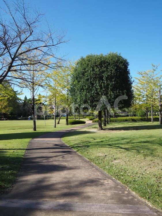 公園の風景 公園,遊歩道,木々の写真素材