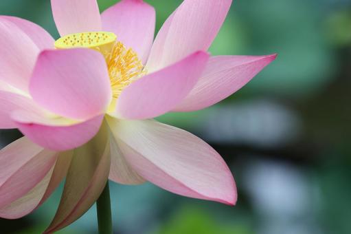 Photo, lotus flower, a lotus, bald, 