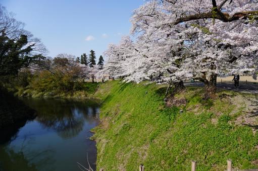 桜 桜の写真