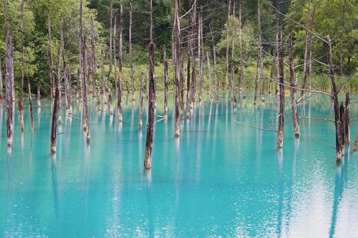 美瑛　夏の青い池 青い池,風景,北海道の写真素材