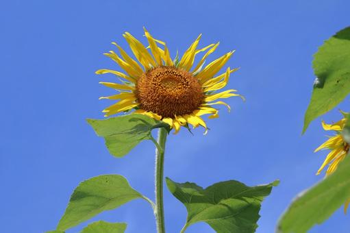 ひまわり ひまわり ひまわり,畑,向日葵の写真素材